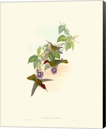 Framed Hummingbird Delight XII Print