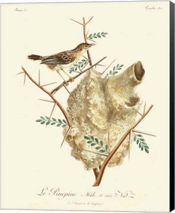 Framed Vintage French Birds VIII Print