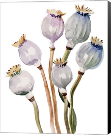 Framed Watercolor Poppy Pods I Print