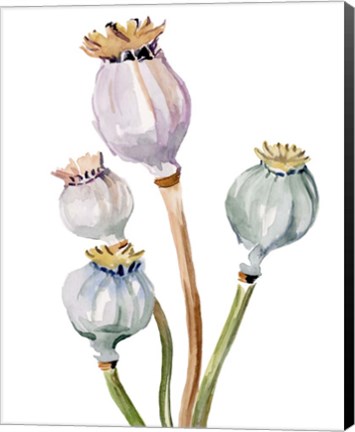 Framed Watercolor Poppy Pods II Print