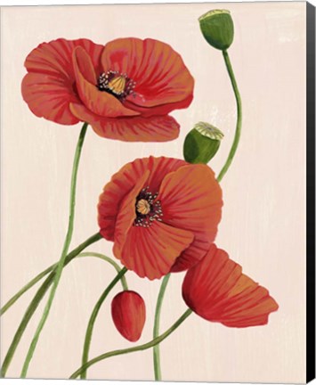 Framed Soft Coral Poppies I Print