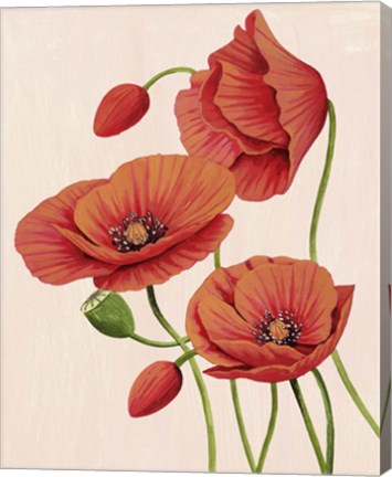 Framed Soft Coral Poppies II Print