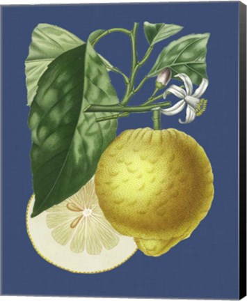 Framed French Lemon on Navy I Print