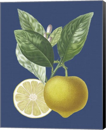 Framed French Lemon on Navy II Print