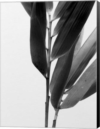 Framed B&amp;W Bamboo II Print