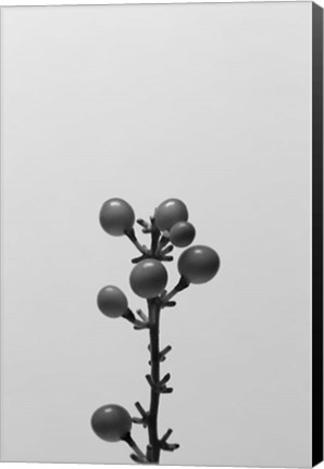 Framed Liriope II Print