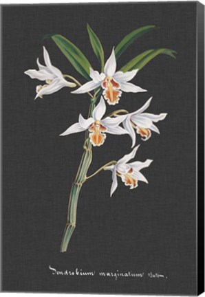 Framed Orchid on Slate IV Print