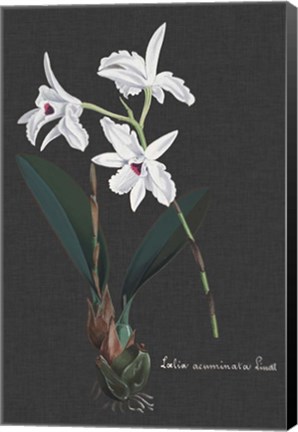 Framed Orchid on Slate V Print