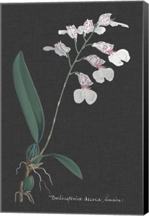 Framed Orchid on Slate VI Print