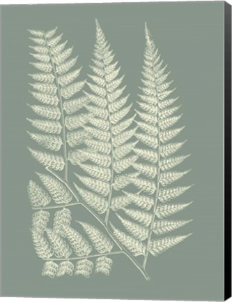 Framed Ferns on Sage III Print