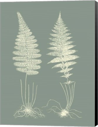 Framed Ferns on Sage VI Print