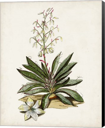 Framed Antique Botanical Study I Print