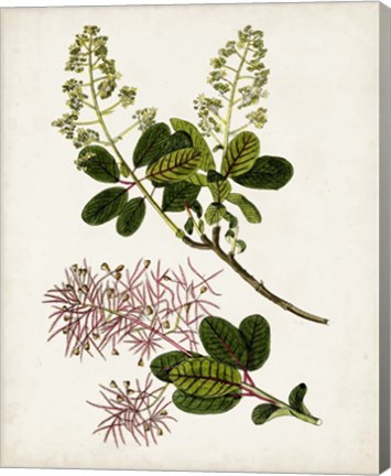 Framed Antique Botanical Study II Print