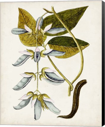 Framed Antique Botanical Study V Print