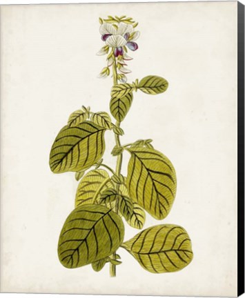 Framed Antique Botanical Study VII Print
