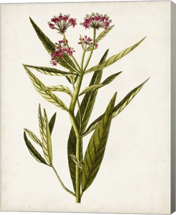 Framed Antique Botanical Study VIII Print
