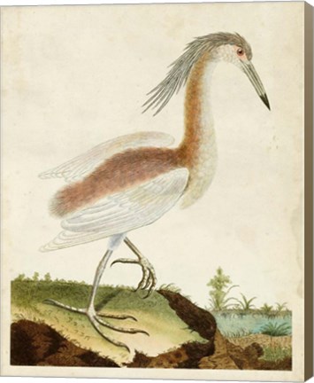 Framed Heron Portrait III Print