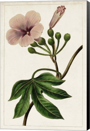 Framed Mauve Botanicals I Print