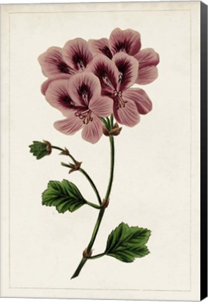 Framed Mauve Botanicals III Print