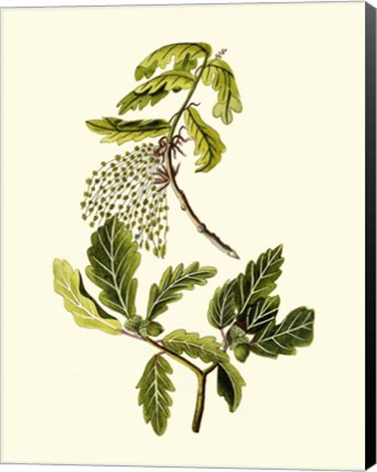 Framed Olive Greenery III Print