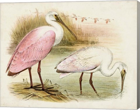 Framed Roseate Spoonbills I Print