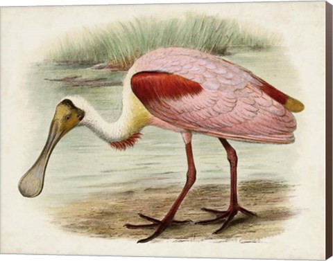 Framed Roseate Spoonbills II Print