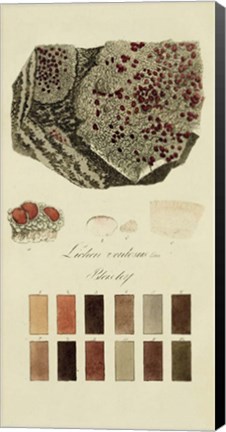 Framed Species of Lichen I Print