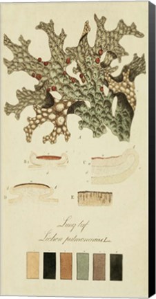 Framed Species of Lichen III Print