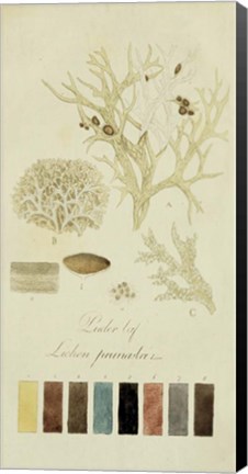 Framed Species of Lichen IV Print