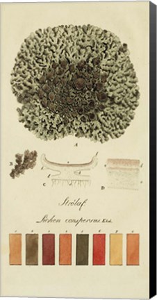 Framed Species of Lichen VI Print