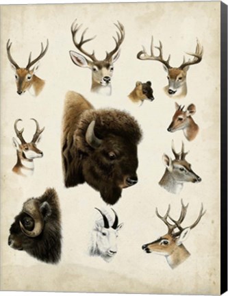 Framed Western Animal Species I Print