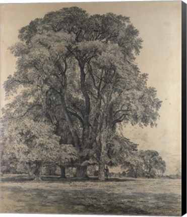 Framed Elm trees in Old Hall Park Print