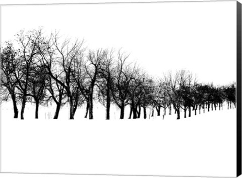 Framed Row of trees in snow Print