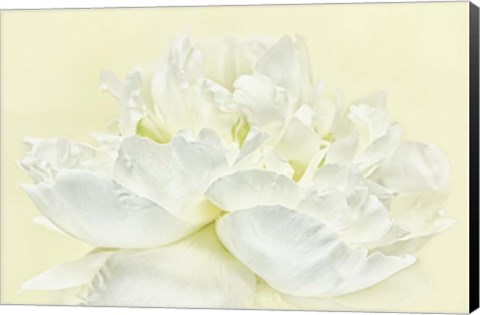 Framed Soft White Peony Print