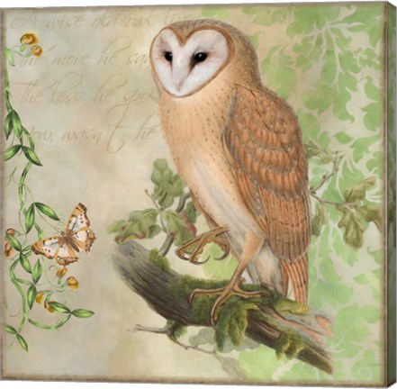Framed Barn Owl Print