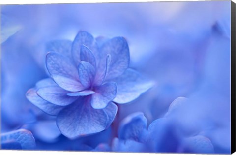 Framed Blue Hydrangea Close Up Print
