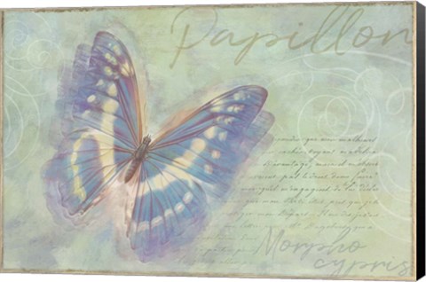 Framed Papillon Butterfly Morpho cypris Print