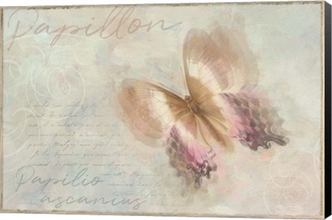 Framed Papillon Butterfly Papilio ascanius Print