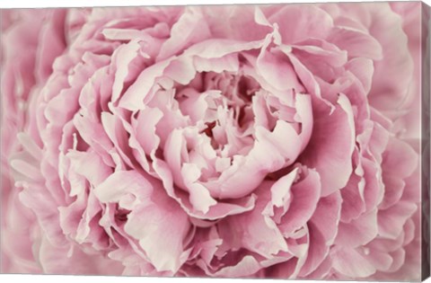 Framed Peony Flower Centre Print