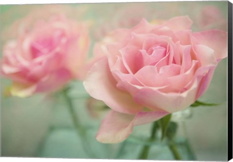 Framed Pink Roses in Glass Print