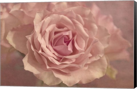 Framed Pink Roses Print