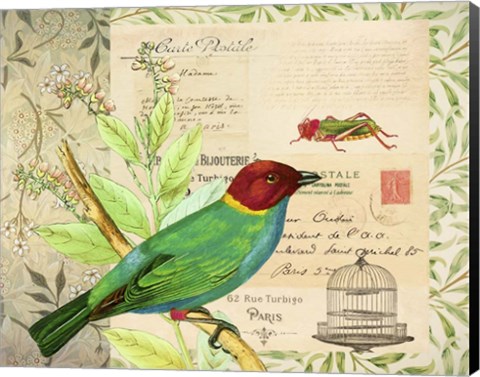 Framed Post Card Birds IV Print