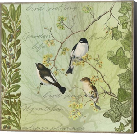 Framed Tree Birds II Flycatchers Print