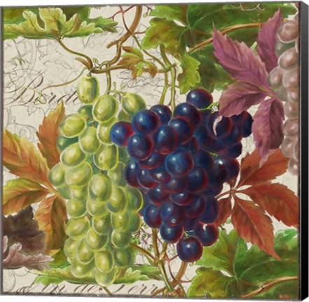 Framed Vintage Fruits III Grapes Print