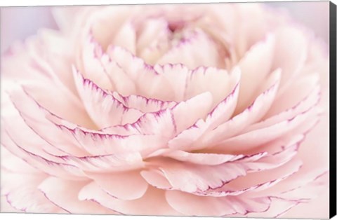 Framed Edged Ranuncullus Print