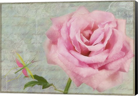Framed Pink Rose With Grasshopper I Print