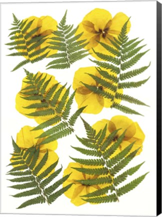 Framed Dried Flowers 11 Print