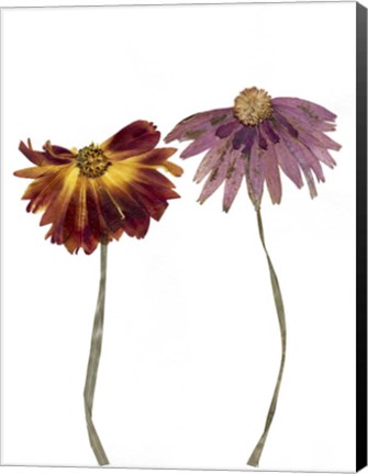 Framed Dried Flowers 16 Print