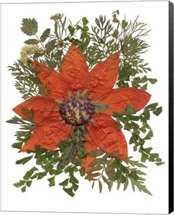 Framed Dried Flowers 17 Print