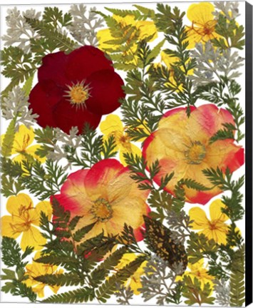Framed Dried Flowers 38 Print
